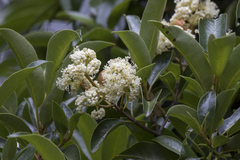 Hydrangea serratifolia