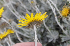 Berkheya rosulata