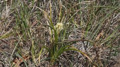 Toxicoscordion venenosum venenosum