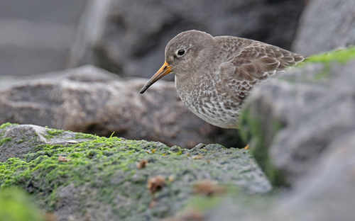 Correlimos oscuro (Calidris maritima)