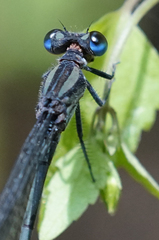 Argia pocomana
