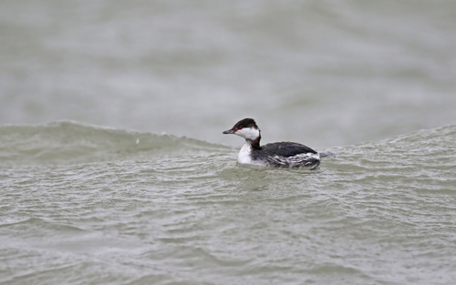 Grèbe esclavon (Podiceps auritus)