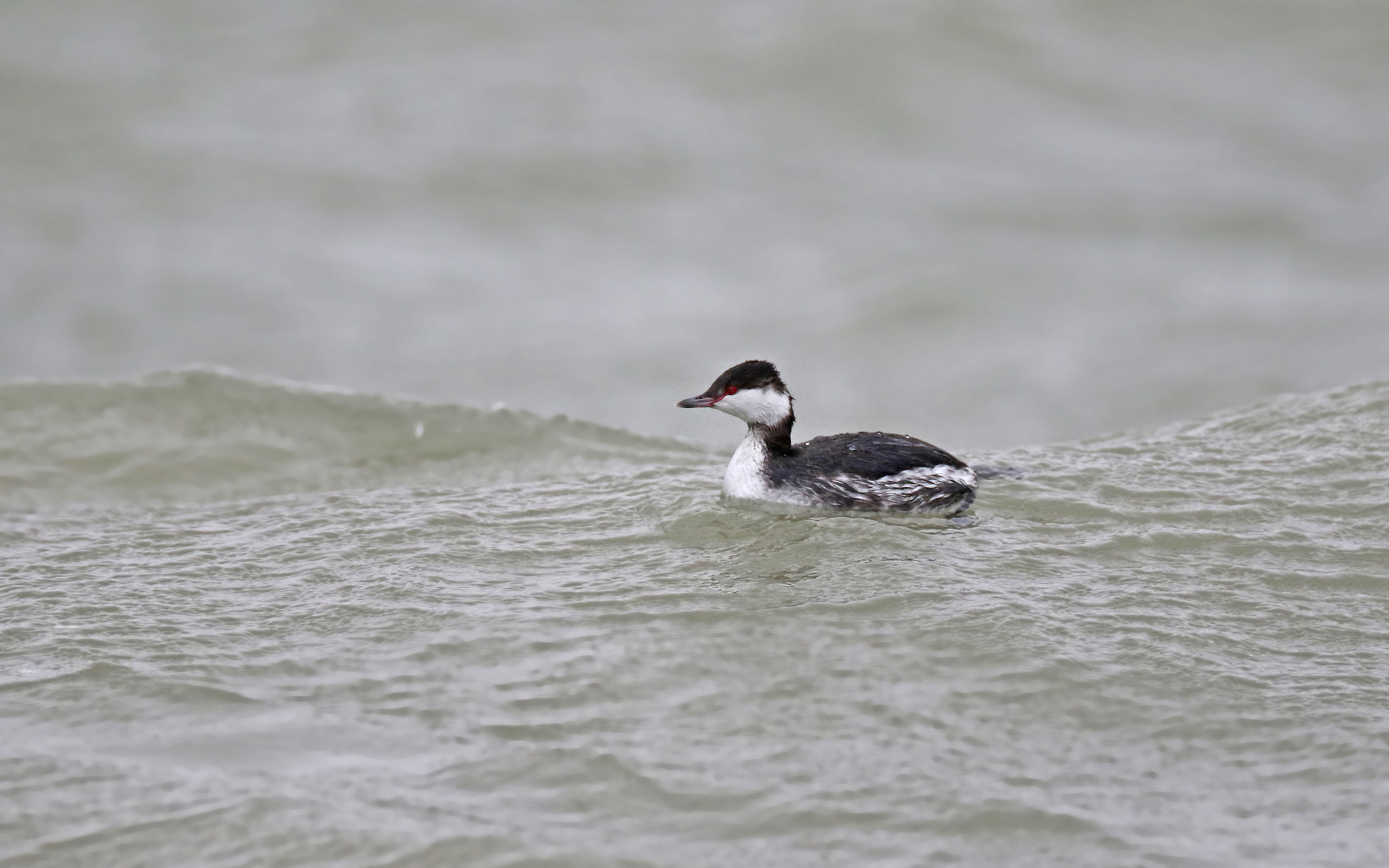Slavonian Grebe (Podiceps auritus)