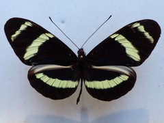 Heliconius pachinus