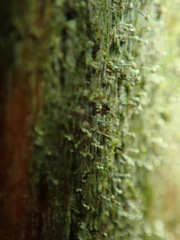 Chaenotheca brachypoda