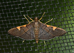 Omiodes simialis