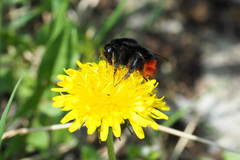 Bombus lapidarius