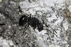 Polyrhachis spinicola