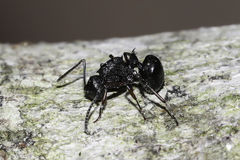 Polyrhachis spinicola