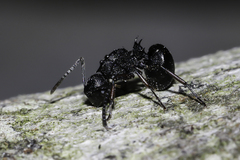 Polyrhachis spinicola