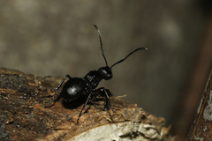 Polyrhachis spinicola