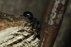 Polyrhachis spinicola