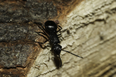 Polyrhachis spinicola