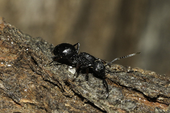 Polyrhachis spinicola