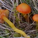 Hygrocybe insipida - Photo (c) Cordula Bernert, algunos derechos reservados (CC BY-NC), subido por Cordula Bernert