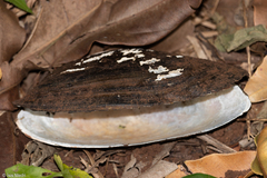 Anodontites trapesialis