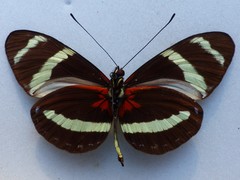 Heliconius pachinus