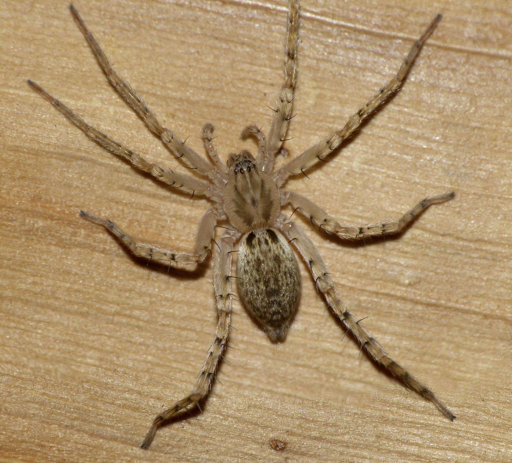 Anyphaena californica