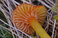 Hygrocybe insipida