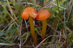 Hygrocybe insipida