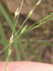 Poa imbecilla