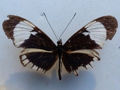 Heliconius cydno