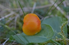 Hygrocybe insipida