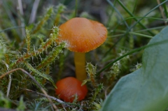 Hygrocybe insipida