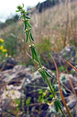 Galium verticillatum