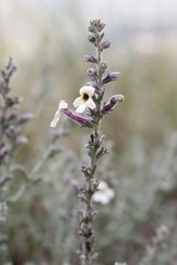 Jamesbrittenia pristisepala