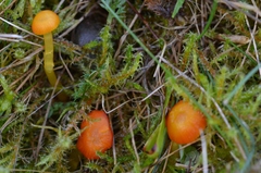 Hygrocybe insipida