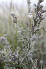 Jamesbrittenia pristisepala