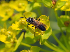 Tenthredo neobesa