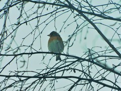 Fringilla montifringilla