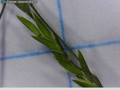Poa imbecilla