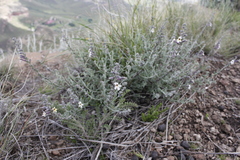 Jamesbrittenia pristisepala