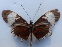 Heliconius cydno