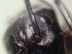 Camponotus laevigatus