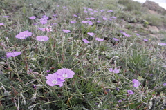 Geranium multisectum
