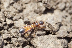 Bogdiana myrmica