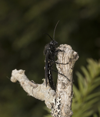 Elaphroptera nigripennis