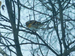 Fringilla montifringilla