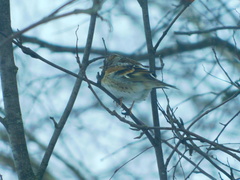 Fringilla montifringilla