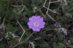 Geranium multisectum