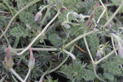 Geranium multisectum