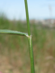 Aegilops tauschii