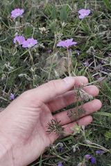 Geranium multisectum