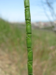 Aegilops tauschii