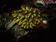 Heteropora pacifica