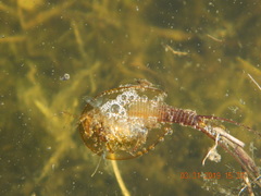 Lepidurus apus